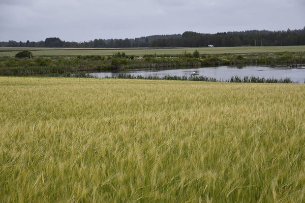 SLC - Korn Arild B Webben