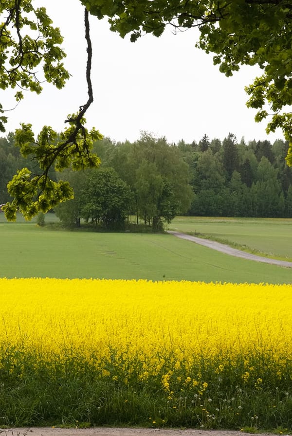 SLC - Sorter Oljevaxter C Webben