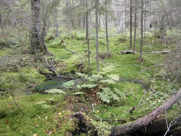 SLC - Grundvatten