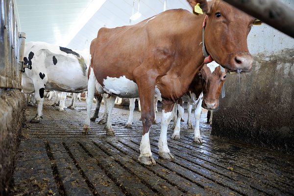 SLC - Mastitis 6
