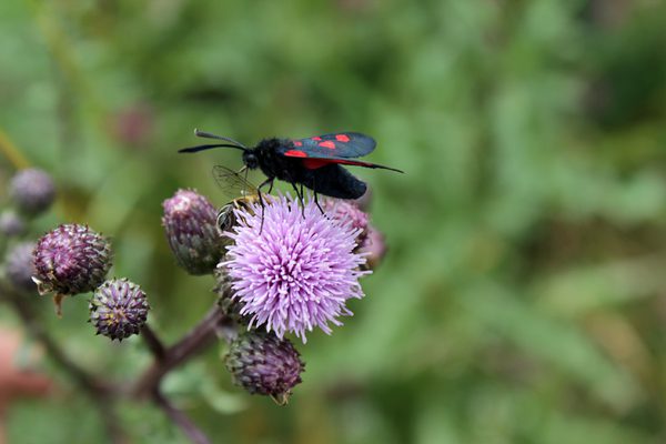 SLC - Zygaena Filipendulae