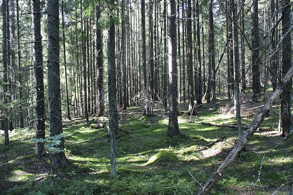 SLC - Granskog