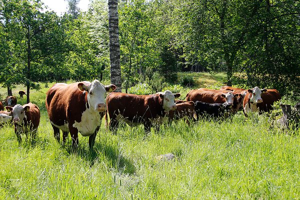 SLC - Koskiskossor Juni24 Nvk