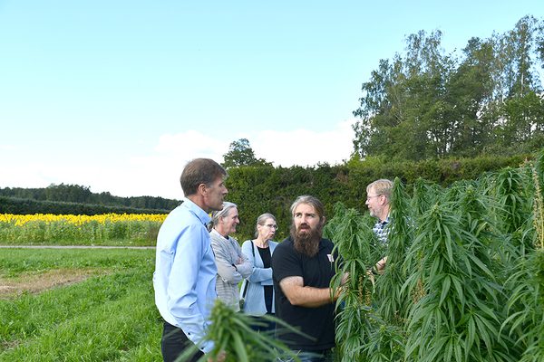 SLC - Oljehampa 1 A Webben
