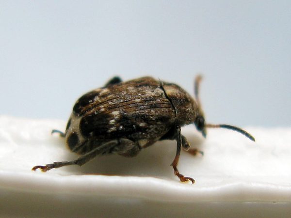 SLC - 5443 Bruchus Pisorum 20120318