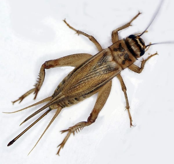 SLC - Acheta Domesticus Adultes Weibchen