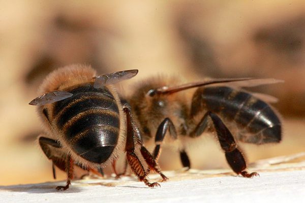 SLC - Apis Mellifera Mellifera 06