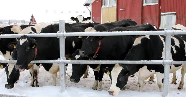 SLC - Arla Tikantila3