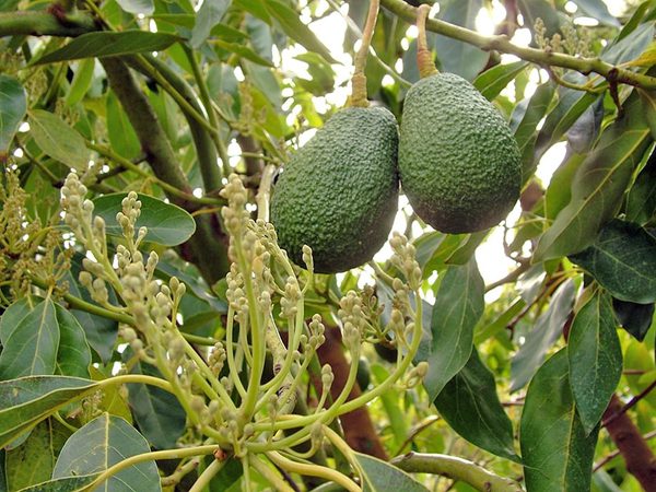 SLC - Avocado5