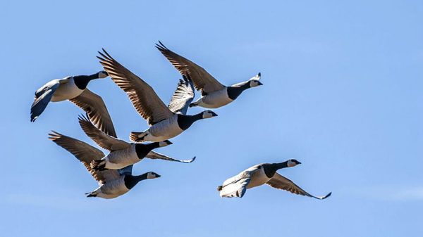SLC - Barnacle Goose In Barents Sea Coast