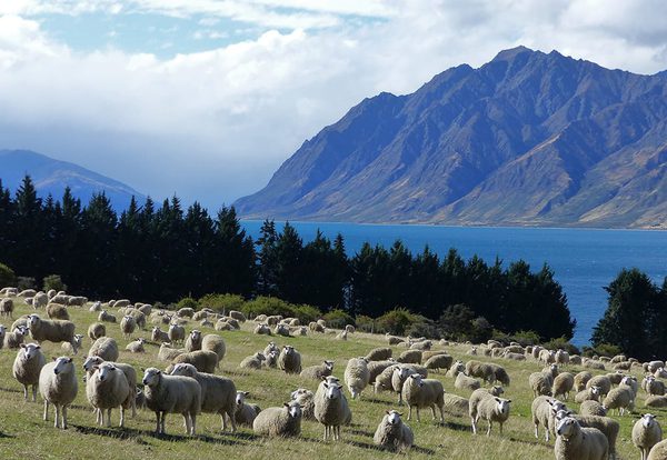 SLC - Beef Lamb Nz