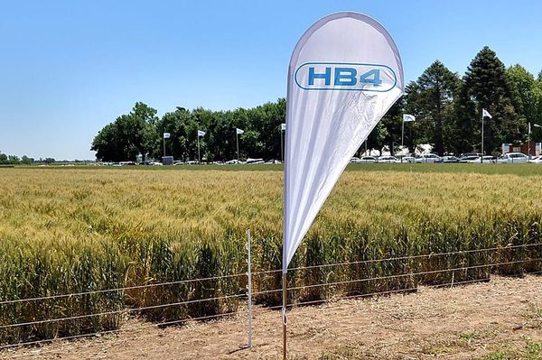 SLC - Bioceres Trigo Hb4