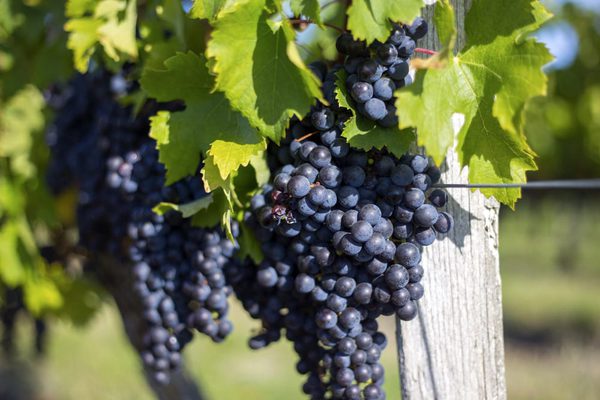 SLC - Bordeaux Vignoble David Remazeilles