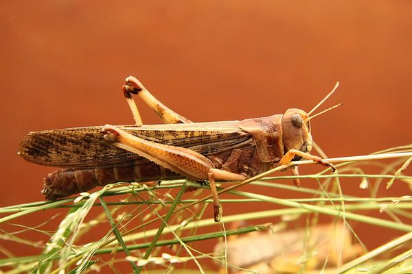 SLC - Grasshopper Ed Van Duijn Upgrggi Gv Jm Unsplash