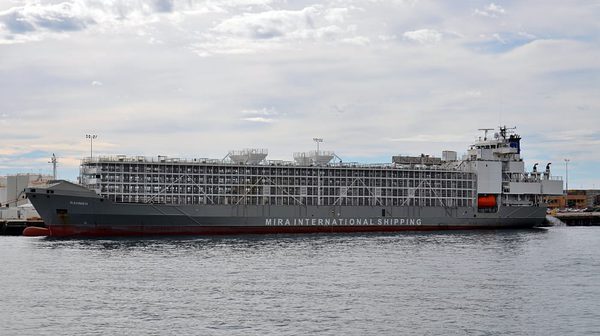 SLC - Gulf Livestock1 Rahmeh Fremantle 2016 01