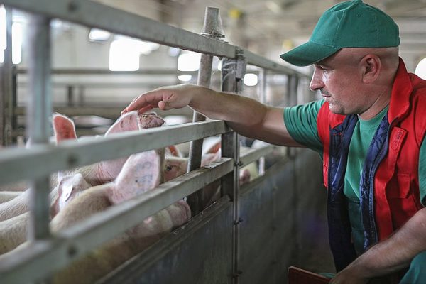 SLC - Hog Farmer Producer