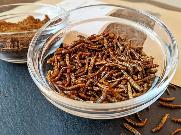 SLC - Insektenwirtschaft
