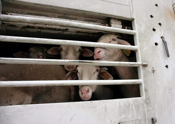 SLC - Internationale Taggegen Tiertransporte1 2