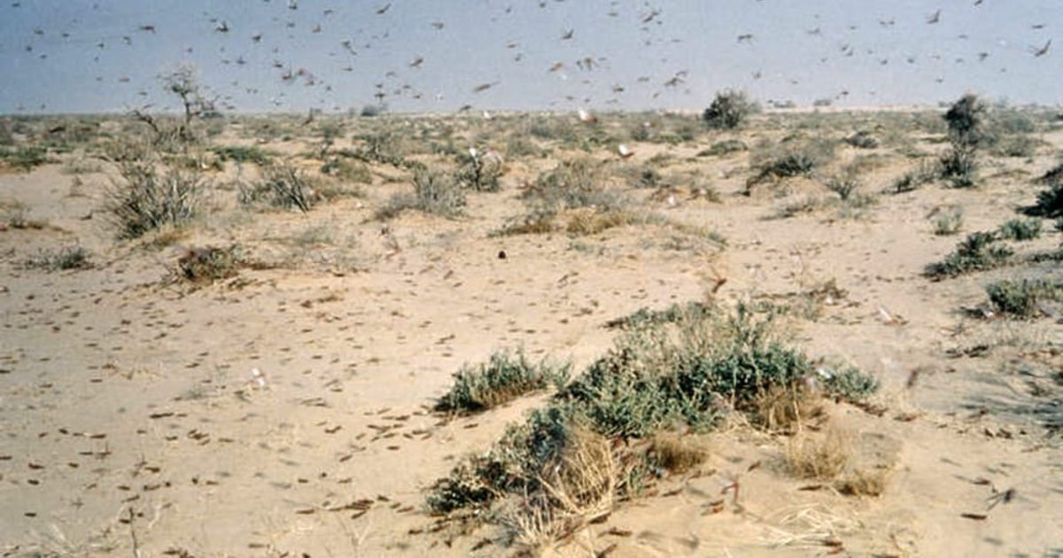 Gräshoppor hotar den arabiska halvön | Landsbygdens Folk