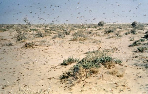 SLC - Locusts Fao 00053E6E81