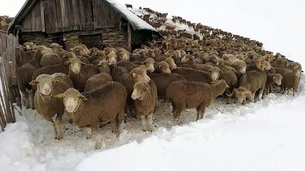 SLC - Moutons Img 20200926 190829
