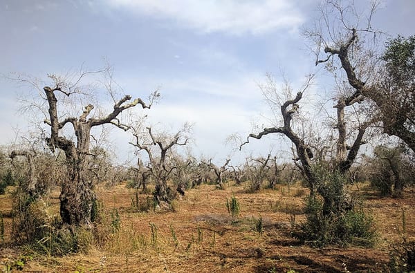 SLC - Olivenhain Mit Xylella Fastidiosa