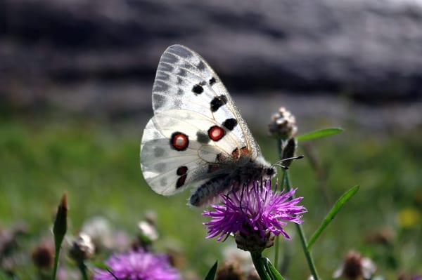 SLC - Parnassius Apollo 2010 07 19