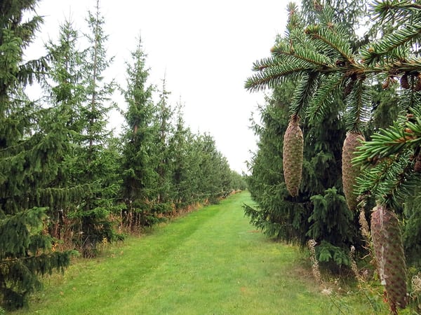 SLC - Plantforadling 3 Webben