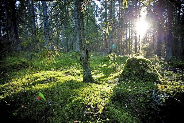 SLC - Rol 1937263 Skog Mossor