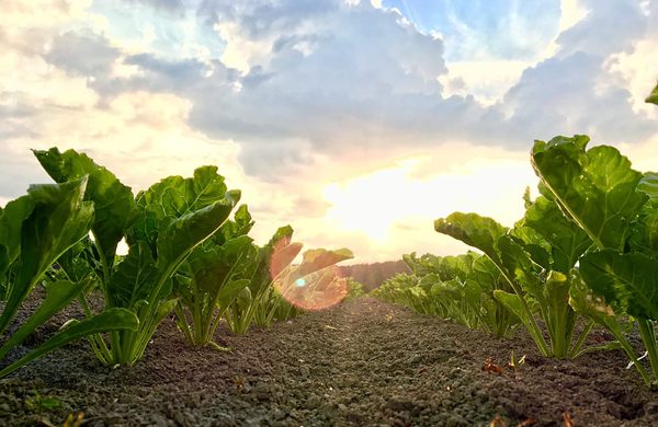 SLC - Sokerijuurikkaan Kasvukausi On Lahtenyt Liikkeelle Jopa Pari Viikkoa Etuajassa  Kuvassa Kasvustoa Juuri Ennen Juhannusta  Kuva Fanni Heinonen Sucros