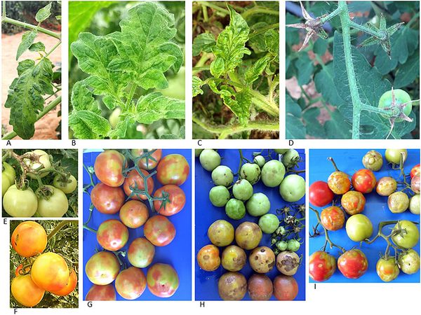 SLC - To Brfv Tomato Symptoms01