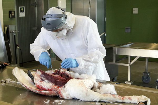 SLC - Vogelgrippe Druck