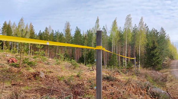 SLC - Algband runt ett plantbestand bild arto pulkkinen