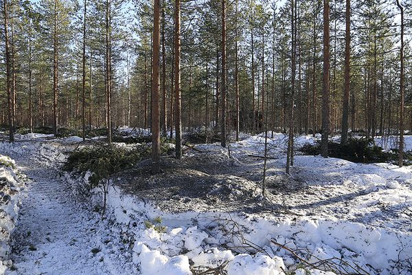 SLC - Askgodsling I Snon Bild Risto Mulari