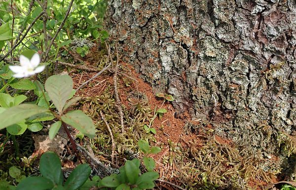 SLC - Barkborre Kuva Tiina Ylioja