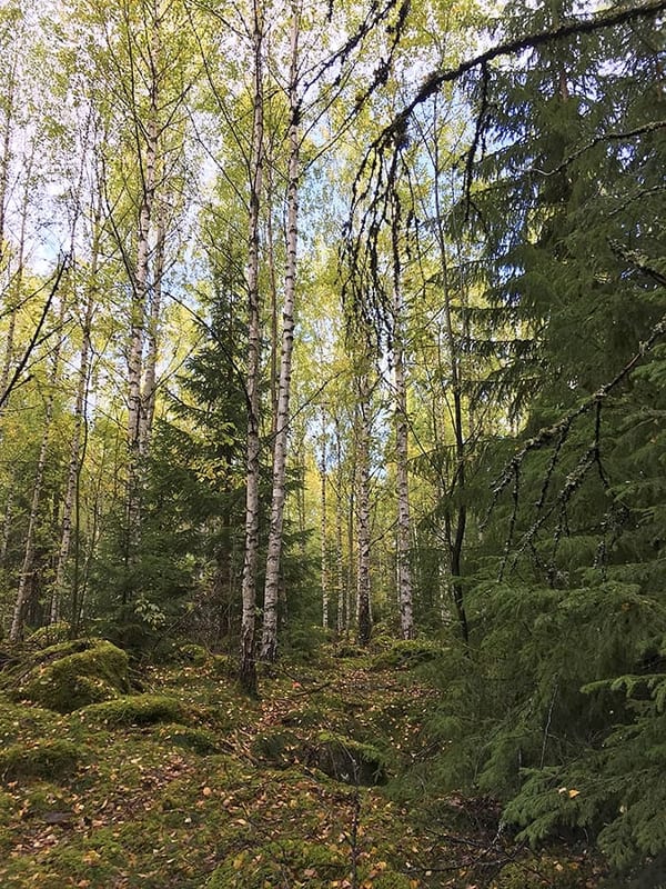 SLC - Blandskog Jb