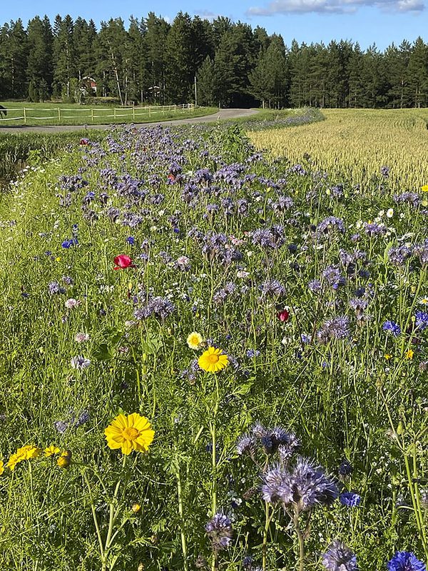 SLC - Blommor Mangfald Remsa 3 Sebastian Sohlberg Original