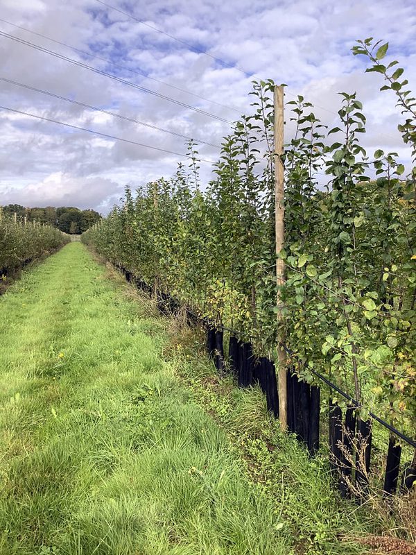 SLC - Ciderplantor Kr