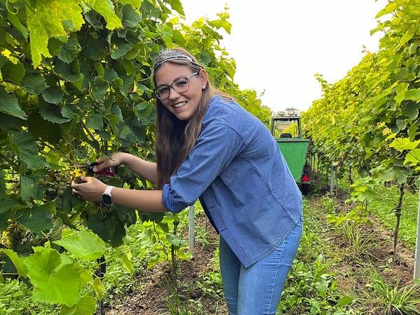 SLC - Die Pfaelzische Weinprinzessin Hanna Spies Bei Der Federweissen Lese Bildquelle Pfalzwein E V 0