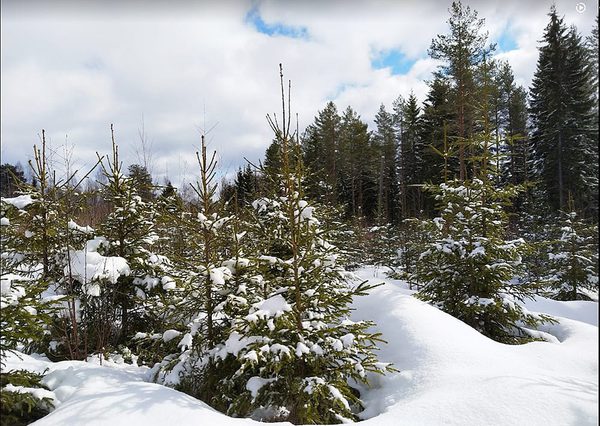 SLC - Granar I En Plantskog Pa Vintern Foto Inkeri Jarvinen