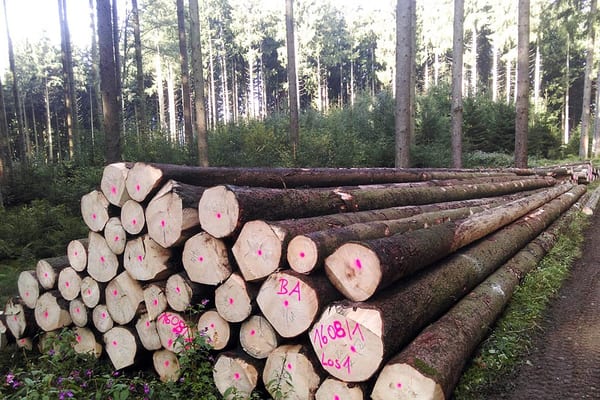 SLC - Holzgemenischaft Holzernte 4