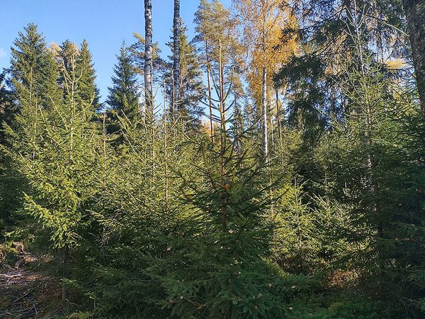 SLC - Kontinuerlig Bestandsvard Kan Vara Ett Alternativ I Torvmarksskogar Bild Tatu Viitasaari
