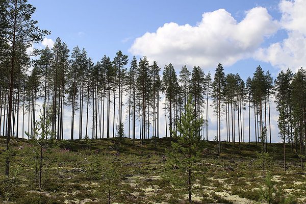 SLC - Mantyrivi Kuviasuomesta Fi Roine Piirainen