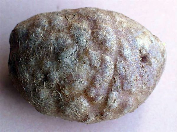 SLC - Meloidogyne1 Nak