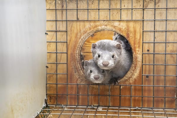 SLC - Minks
