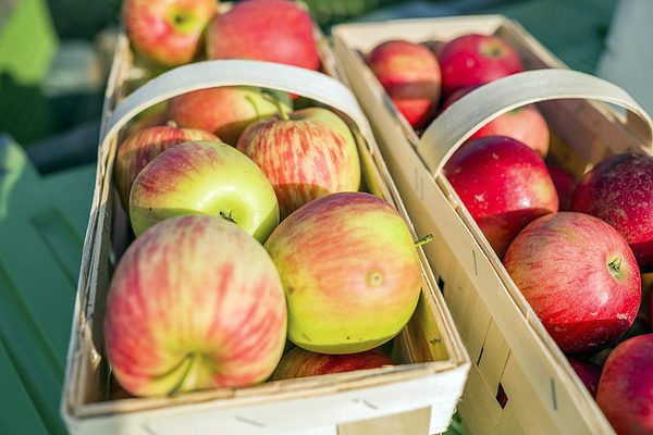 SLC - Obst