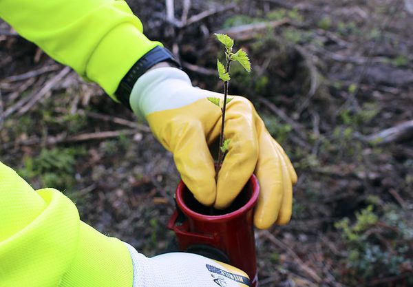SLC - Plantering Av Bjork Bild Hanna Tahvanainen