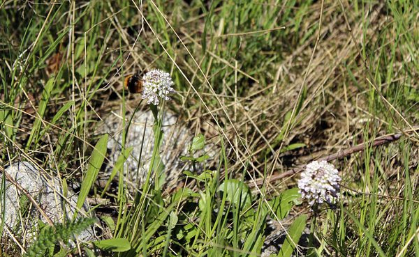 SLC - Pollinerare Humla