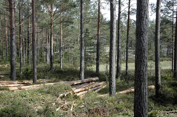 SLC - Skogspris
