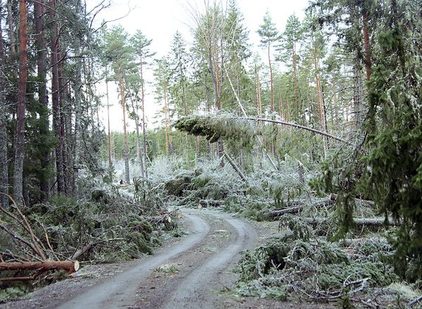 SLC - Stormfallda Trad I Satakunta Bild Jani Leivo